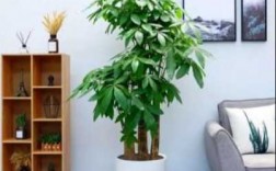 客厅的盆栽高度是多少合适？客厅放大的植物花盆好吗