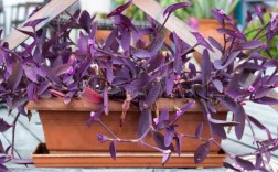 尖叶子腾状泡泡的植物是什么？叶子尖尖的带紫色植物