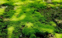 绿藻和青苔图片对比？关于苔藓类的植物的照片