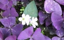 紫色叶子的植物有哪些？紫色叶子室内植物