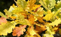 东北黄色叶子的树种？黄色叶子植物图片