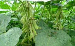 川豆什么时候种最好？六月种些什么植物