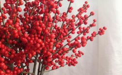 和冬青一样红色的植物叫啥？冬季草本观果植物