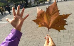有谁知道梧桐树叶子像什么？像手掌一样叶子的植物