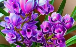 开紫色兰花有多少品种（开花紫色的兰花）
