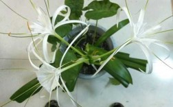 有像红薯状的根茎和兰花一样的长叶开小白花是什么植物？类似兰草的植物开白花