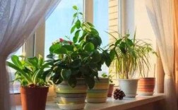 养花小常识，室内养花可以用紫外线消毒灯补光吗？室内植物养护不好时的图片