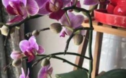 蝴蝶兰花种植方法视频（蝴蝶兰花种植技术）