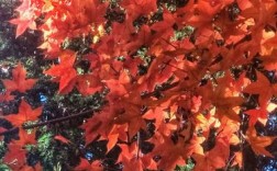 落叶红是什么树？北京红叶子观赏植物图片