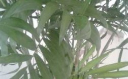 宽叶的竹子是什么竹子？象竹形的大叶子植物