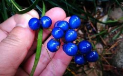 结蓝色果实的兰花是什么品种？蓝宝石一样的植物叫什么
