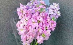 粉色紫罗兰花语（各色紫罗兰花语）