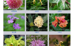 木本花卉主要有几种？木本植物花卉图片及名称
