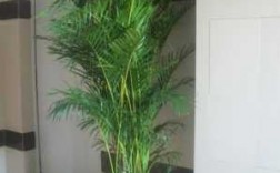 与凤尾竹相似的有哪几种？像竹子的植物有哪些图片