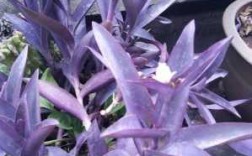 适合室外耐寒耐晒的大叶植物？黑紫色大叶植物图片大全集