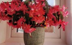 蟹爪兰花的花色和品种（蟹爪兰花色品种图案）