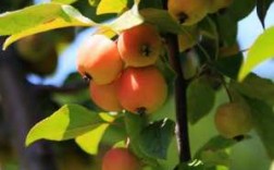 秋天成熟的果实有哪些？秋季的代表性事物植物
