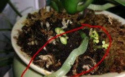 蝴蝶兰花芽和气生根的区别（蝴蝶兰的气生根太多了有没有害处吗）