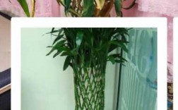 跟富贵竹很像竹节很短是什么品种？灌木叶子像竹子的植物图片