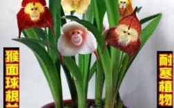 猴面兰花的养植方法（猴面兰花的养植方法视频）