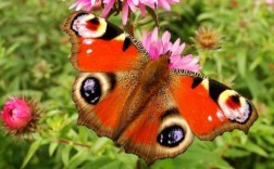 蝴蝶都有哪些品种，名称?哪种蝴蝶最漂亮？花蝴蝶图片大全植物
