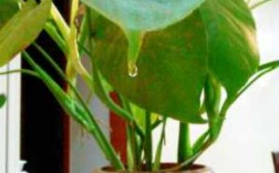 有一种植物长得像滴水观音也是药材消炎？像滴水观音的植物图片