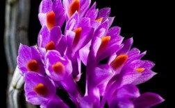 紫色兰花图片野生（紫色兰花图片欣赏）