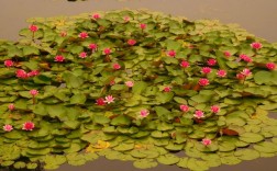 公园水面漂浮的花是？睡莲是漂浮植物吗
