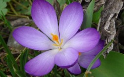 紫色的花都有哪些？紫色的植物是什么名字