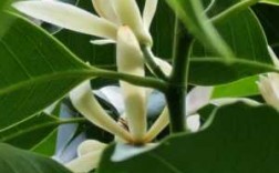 白兰花有几种品种（白兰花有哪些品种）