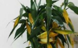 水栽的竹子怎么都黄了呢？水培植物叶子卷曲变黄