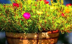 为什么刚栽好的花不应该放在阳光下？不怕太阳晒的植物图片