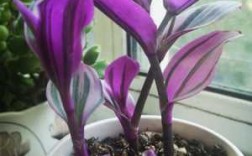 紫色吊兰花图片（紫色吊兰花图片大全）