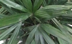 细长叶子的那个是什么植物？叶子细长的植物像竹子