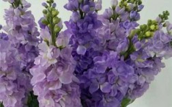 紫罗兰花种类（紫罗兰花的种类）