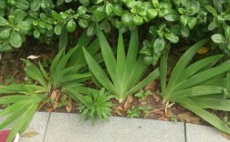 土名老鸹扇是什么？羽扇植物