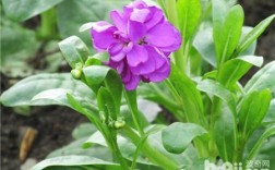 紫罗兰是紫苏吗？紫罗兰是草本植物吗