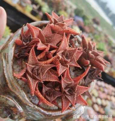 多肉植物龙鳞怎么养龙鳞介绍？多肉植物龙鳞