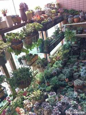 阳光房如何布置绿植?米兰多肉植物-图1 阳光房如何布置绿植?米兰多肉植物-图1