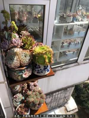 阳光房如何布置绿植?米兰多肉植物-图2 阳光房如何布置绿植?米兰多肉植物-图2