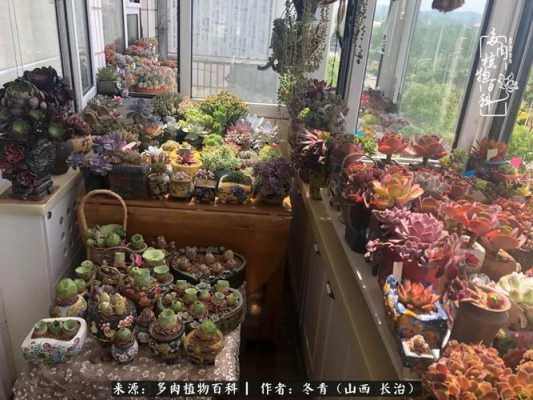 阳光房如何布置绿植?米兰多肉植物-图3 阳光房如何布置绿植?米兰多肉植物-图3