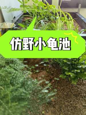 龟池种植什么植物？龟池养什么植物-图1