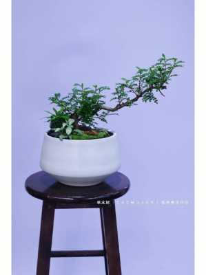 香木盆景有毒吗?香木植物图片-图2 香木盆景有毒吗?香木植物图片-图2