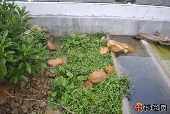 龟池放什么植物能净化水质？龟池 植物