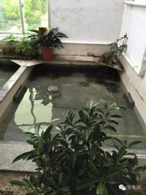 龟池放什么植物能净化水质？龟池 植物-图3