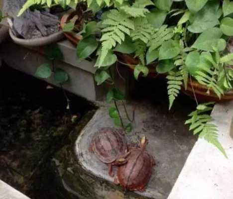 龟池放什么植物能净化水质？龟池 植物-图2