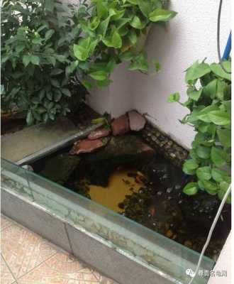 龟池适合养什么鱼？龟池植物-图3