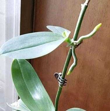 蝴蝶兰花杆怎么剪(蝴蝶兰花杆怎么剪视频)-图3 蝴蝶兰花杆怎么剪(蝴蝶兰花杆怎么剪视频)-图3