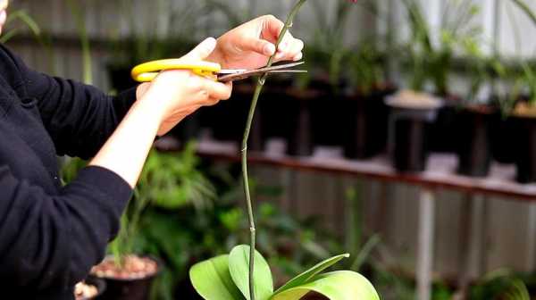 蝴蝶兰花杆怎么剪(蝴蝶兰花杆怎么剪视频)-图2 蝴蝶兰花杆怎么剪(蝴蝶兰花杆怎么剪视频)-图2