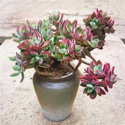 多肉锦晃星最怕什么?多肉植物锦晃晃-图1 多肉锦晃星最怕什么?多肉植物锦晃晃-图1